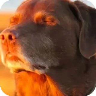 👍 emoji спокойно Telegram sticker 1 of 116