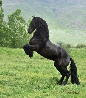 Sticker from t.me/Horse breeds/animals