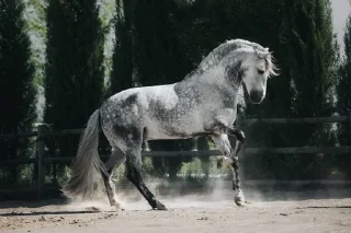 Sticker from t.me/Horse breeds/animals