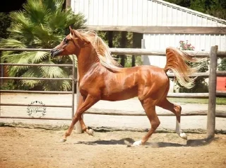 Sticker from t.me/Horse breeds/animals