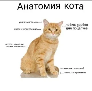 Sticker from Мемы от аришки