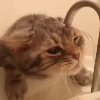 🌟 emoji котявусы Telegram sticker 14 of 50