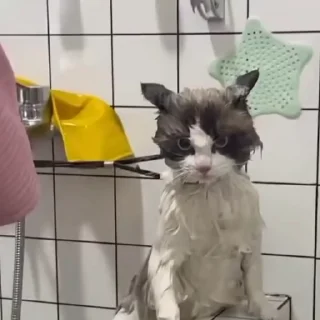 Sticker from котявусы