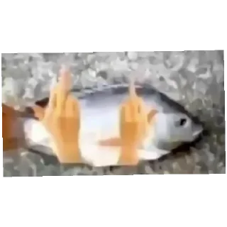 🖕 emoji Живи с кайфом умри под кайфом Telegram sticker 2 of 50