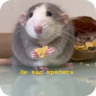 Sticker from Стикеры для канала Cheese
