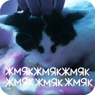 🐱 emoji Хззззззззззззззззззззззззззззз Telegram sticker 5 of 6