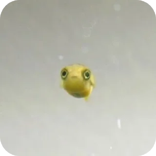 Sticker from Рыба @EmojiRu_Bot
