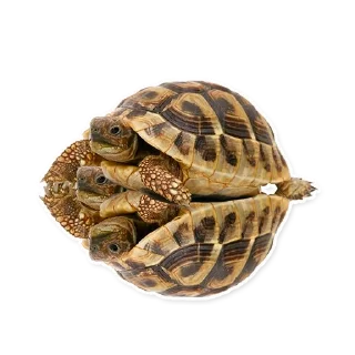 Sticker from черепаха