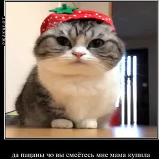 🥺 emoji Создай свои стикеры - @sozdsti_bot Telegram sticker 12 of 43