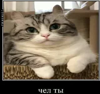 😕 emoji Создай свои стикеры - @sozdsti_bot Telegram sticker 24 of 43
