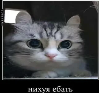 🤨 emoji Создай свои стикеры - @sozdsti_bot Telegram sticker 19 of 43