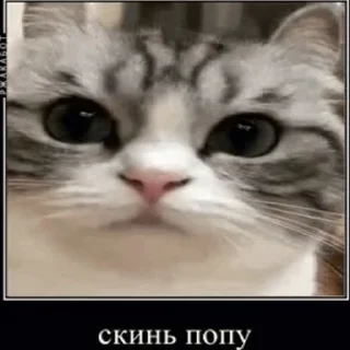 🍑 emoji Создай свои стикеры - @sozdsti_bot Telegram sticker 2 of 43