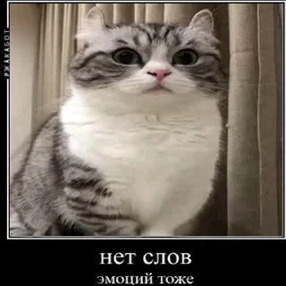 🤐 emoji Создай свои стикеры - @sozdsti_bot Telegram sticker 8 of 43