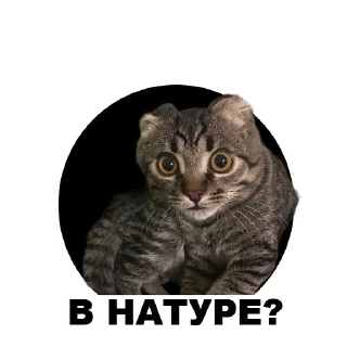 Sticker from Муркинский движ