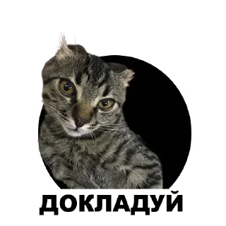 Sticker from Муркинский движ