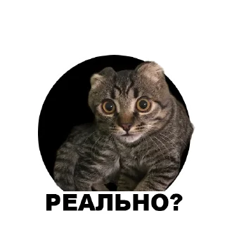 Sticker from Муркинский движ