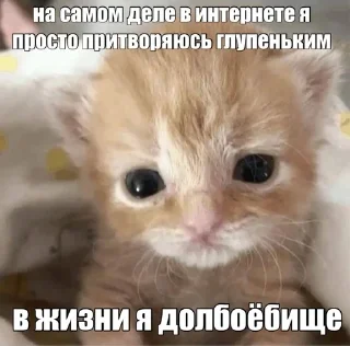 Sticker from Мой вайб