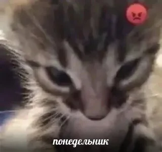 Sticker from Мой вайб