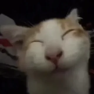 Sticker from catss meow