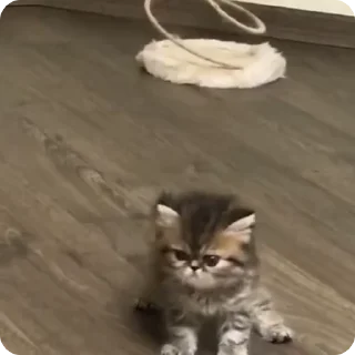Sticker from meow