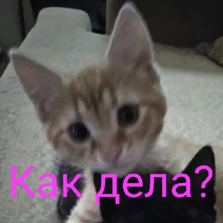 Sticker from Cat