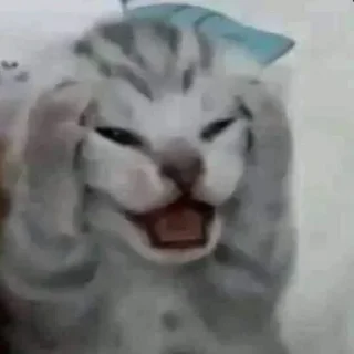 Sticker from catss meow