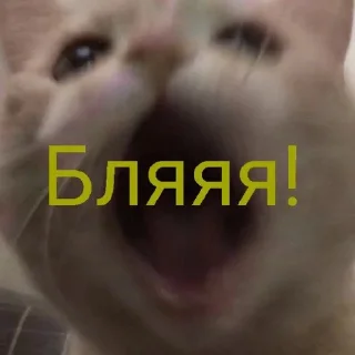Sticker from Cat
