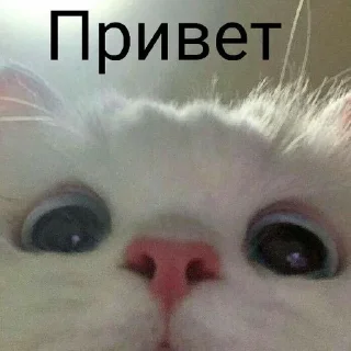 Sticker from Cat