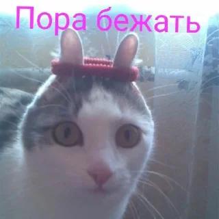 Sticker from Cat