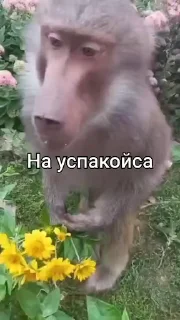 🐵 emoji стикеры ➡️ @stikeryy7 Telegram sticker 6 of 50