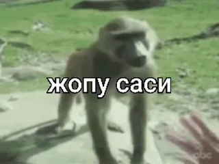 🐵 emoji стикеры ➡️ @stikeryy7 Telegram sticker 1 of 50