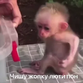 🐵 emoji стикеры ➡️ @stikeryy7 Telegram sticker 2 of 50