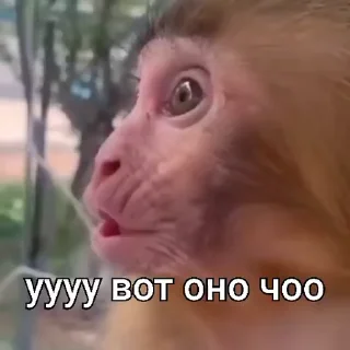 🐵 emoji стикеры ➡️ @stikeryy7 Telegram sticker 16 of 50