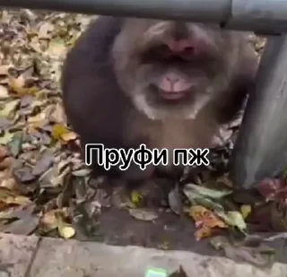🐵 emoji стикеры ➡️ @stikeryy7 Telegram sticker 12 of 50