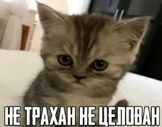 Sticker from сын бляди