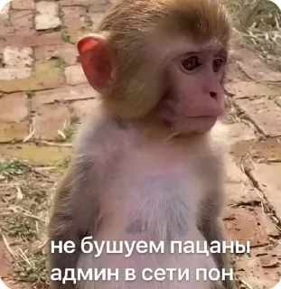 🌟 emoji байден by @offstikbot Telegram sticker 11 of 94