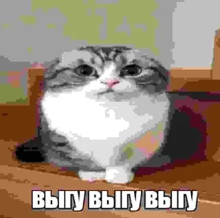 🌟 emoji חמאס מבאס pack by @QuotLyBot Telegram sticker 21 of 114
