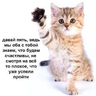 мяу sticker 3