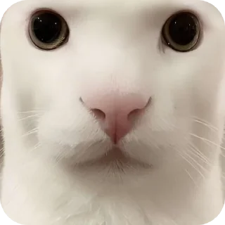 🐱 emoji Мяу мяу мяуу @Stikerhi_bot Telegram sticker 8 of 23