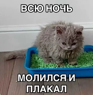 Sticker from Игоревна и котячий мир