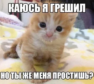 Sticker from Игоревна и котячий мир