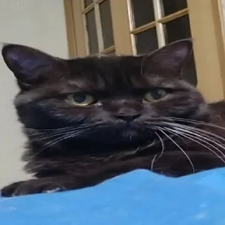 😑 emoji Коты-воители Telegram sticker 5 of 42