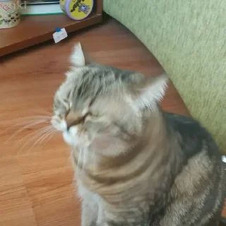 😸 emoji Коты-воители Telegram sticker 18 of 42