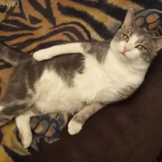 😼 emoji Коты-воители Telegram sticker 19 of 42
