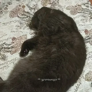 😵 emoji Коты-воители Telegram sticker 13 of 42