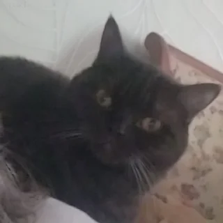 🙂 emoji Коты-воители Telegram sticker 12 of 42