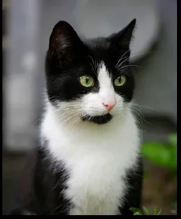Sticker from Коты Воители