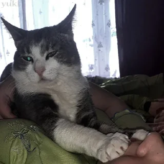 🤐 emoji Коты-воители Telegram sticker 3 of 42