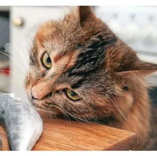 Sticker from Коты Воители