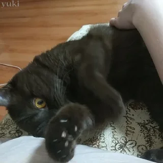 😦 emoji Коты-воители Telegram sticker 15 of 42